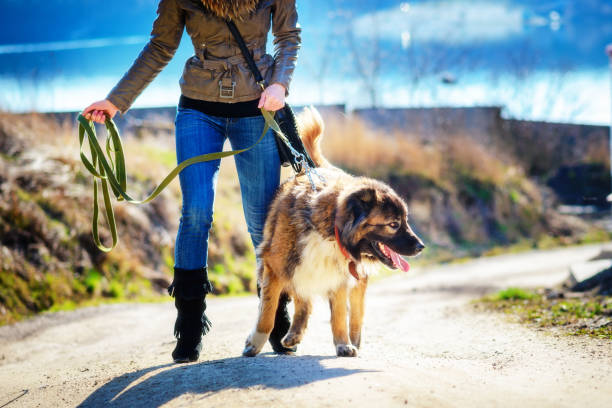istock Girl playing with Caucasian shepherd dog, autumn 856014992