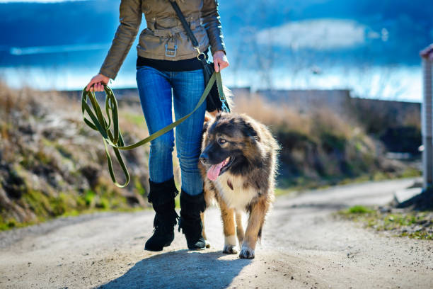 istock Girl playing with Caucasian shepherd dog, autumn 856014994