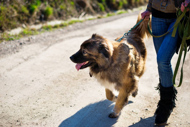 istock Girl playing with Caucasian shepherd dog, autumn 856015030