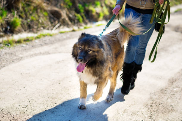 istock Girl playing with Caucasian shepherd dog, autumn 856015050
