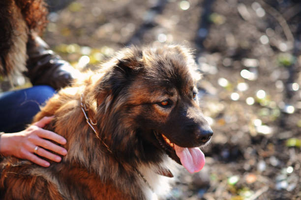 istock Caucasian shepherd dog outdoor exterior portrait 856015148