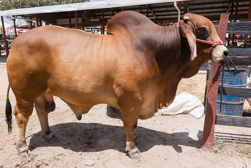 Beautiful brown brahman bull