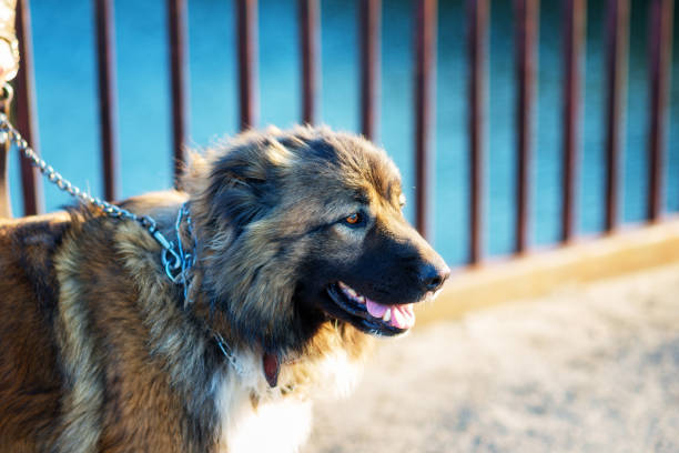 istock Girl playing with Caucasian shepherd dog, autumn 856020618