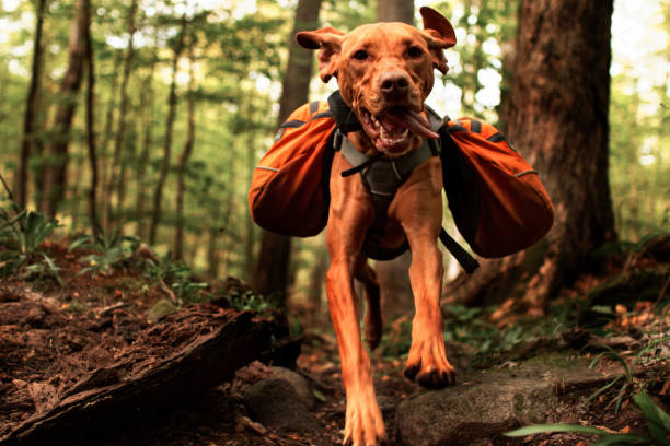 Vizsla Jumping With Backpack stock photo