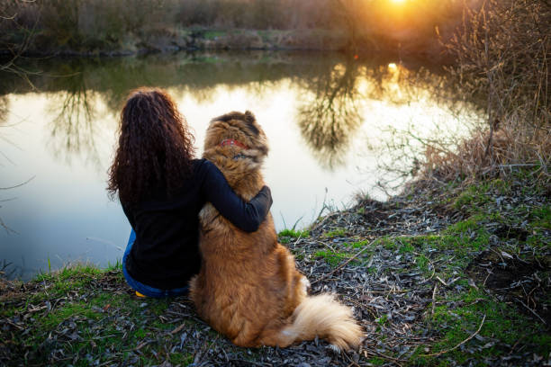 istock Girl playing with Caucasian shepherd dog, autumn 856020928