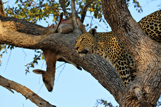 istock A leopard eating an antelope on a tree, Kruger National Park, South Africa 856022394
