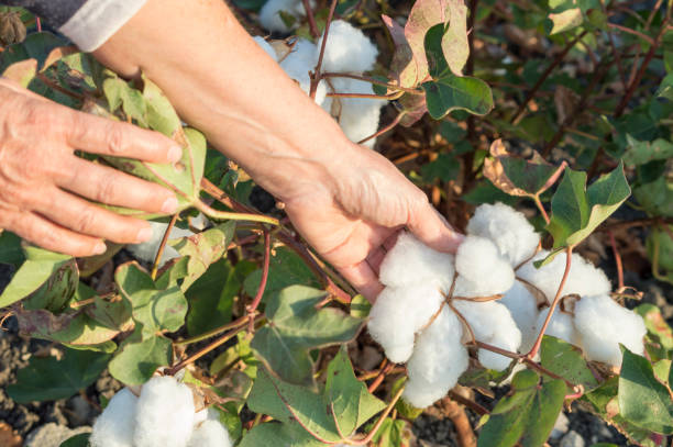 istock Cotton in the field 856023972