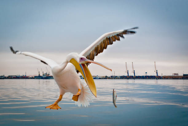 お腹ペリカン - walvis bay ストックフォトと画像