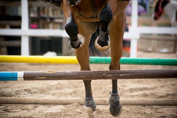 istock horse jumping obstacles during equestrian school training 856028116