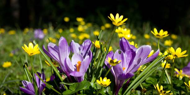 istock Purple crocuses and yellow flowers at springtime 856035558