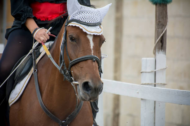 乗馬で馬立っているライダー - young animal beautiful horse mammal ストックフォトと画像