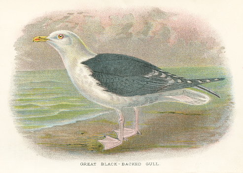 Birds from Great Britain 1897 by R. Bowdler Sharpe, London