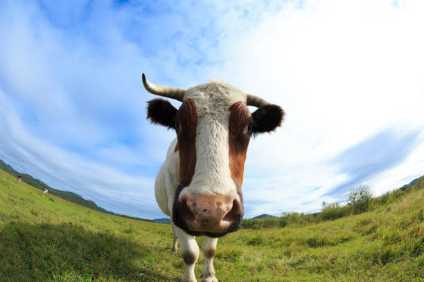 istock curious cow looking at the camera on the grassland 856040350
