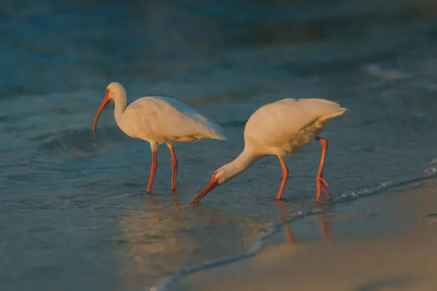 Two american white ibis on the beach hunting