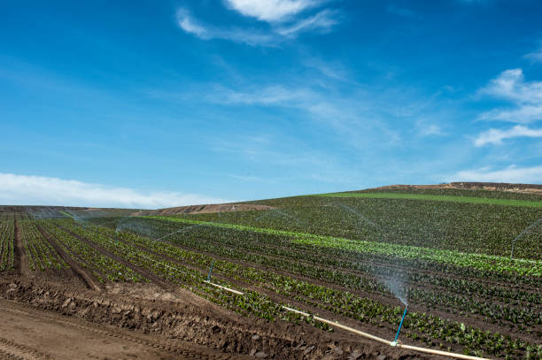 istock Organic Farmland and Cloudy Sky 856046444