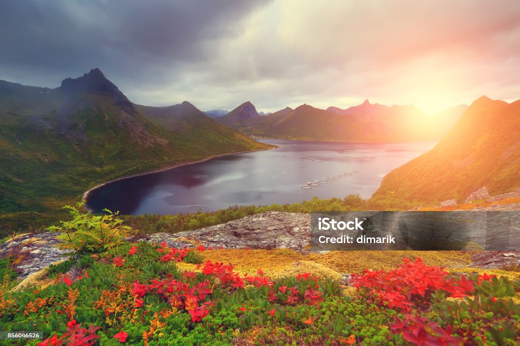 Autumn nature Autumn nature. Colorful foliage on mountain hills. Rising sun illuminates fjord. Autumn norwegian landscape. Summer Stock Photo