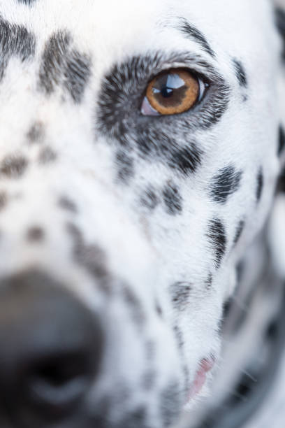 istock Dalmatian dog on a wooden deck 856049188