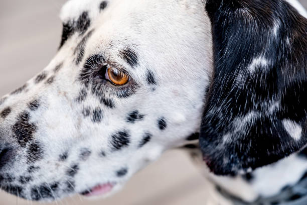 istock Dalmatian dog on a wooden deck 856049228