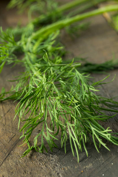 istock Raw Green Organic Whole Baby Dill 856059246