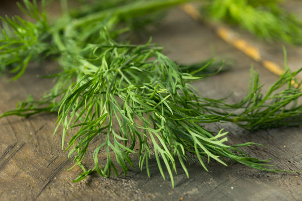 istock Raw Green Organic Whole Baby Dill 856062454