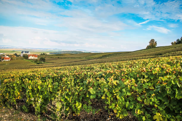 istock Hiking in Champagne 856062550