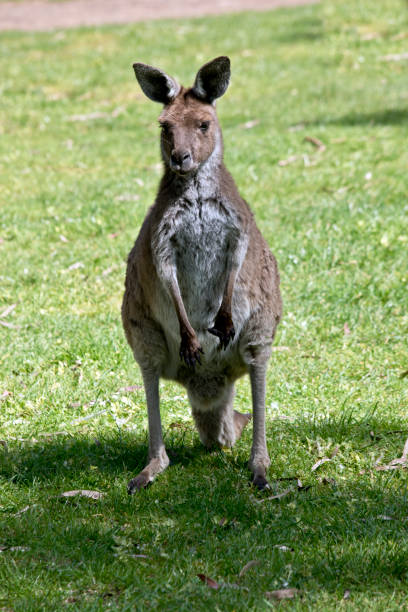 istock kangaroo-Island kangaroo joey 856062654