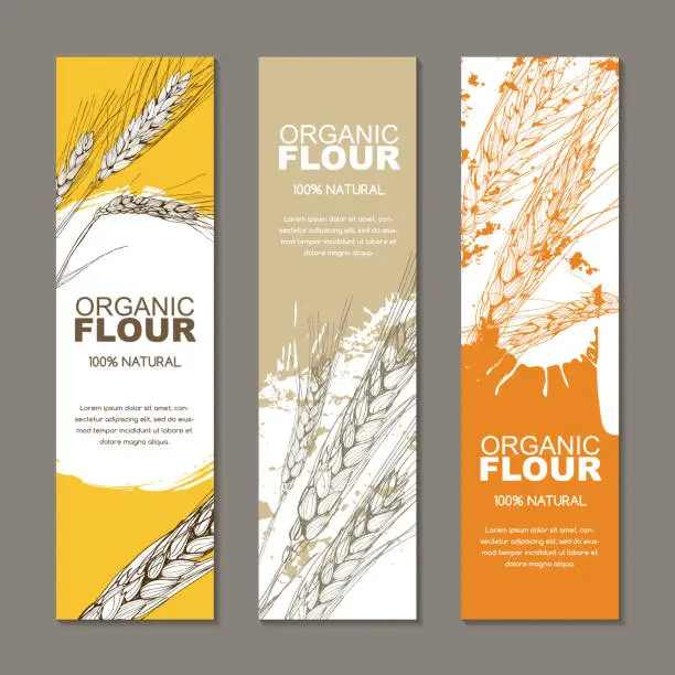 Vector illustration of Set of vector backgrounds for label, package. Sketch hand drawn illustration of wheat ears. Agriculture, grain, cereal.