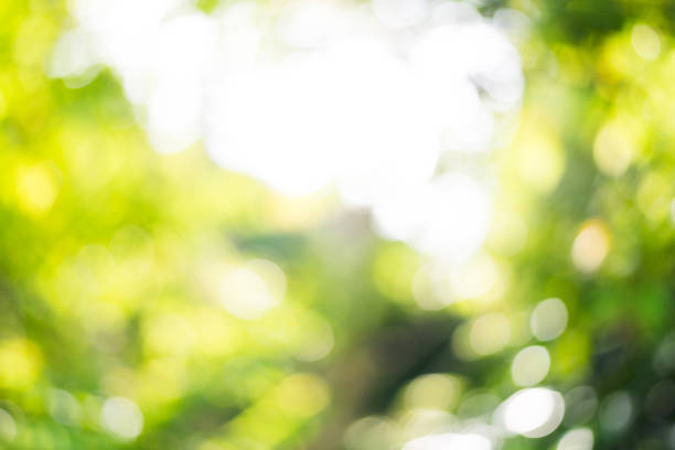 istock Warm green and yellow color tone blurred nature 856083322