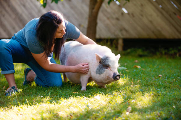 istock Living with Pets, pig dwarf 856086350