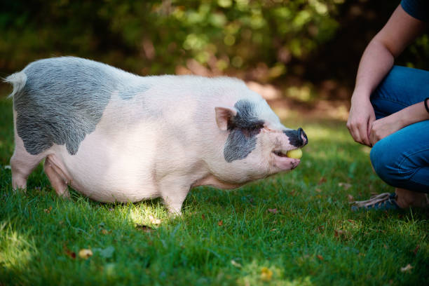 istock Living with Pets, pig dwarf 856086450