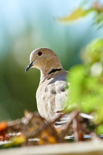 istock Eurasian collared dove - Streptopelia decaocto 856087024