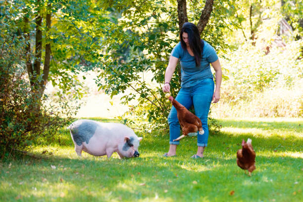 Living with Pets, pig dwarf and chicken