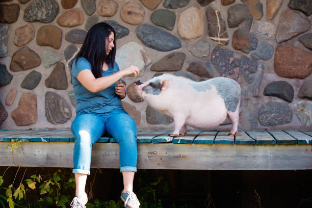 istock Living with Pets, pig dwarf 856087388
