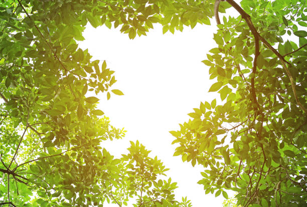 istock Tree leaf and sun ray. Green leaves background with copy space. 856087800