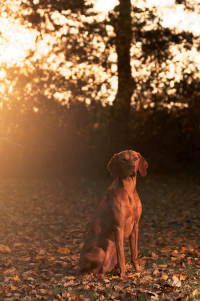 istock Vizsla Standing In Autumn Sunset 856087956