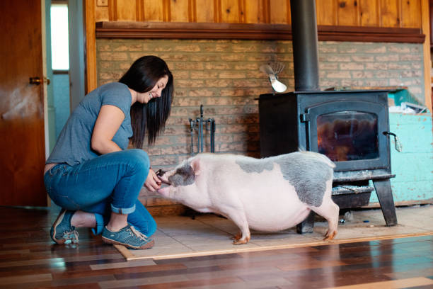 istock Living with Pets, pig dwarf inside the house 856088094
