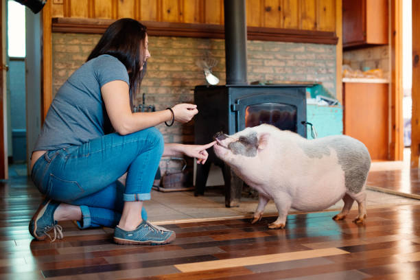 istock Living with Pets, pig dwarf inside the house 856090150