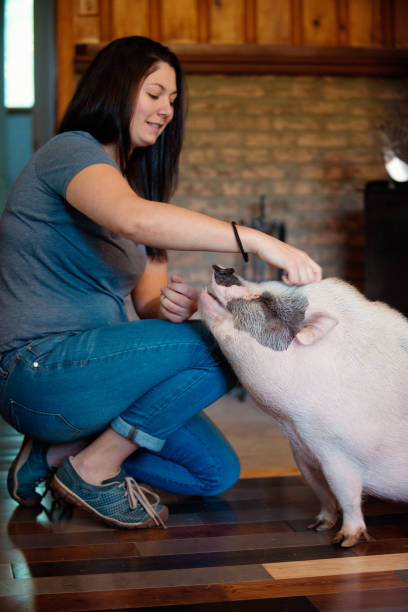 istock Living with Pets, pig dwarf inside the house 856090162