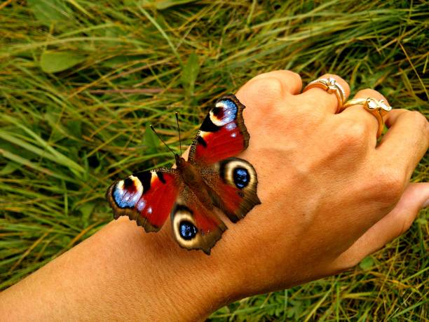 istock Peacock on female hand. Peacock butterfly sitting on a female hand. 856090180