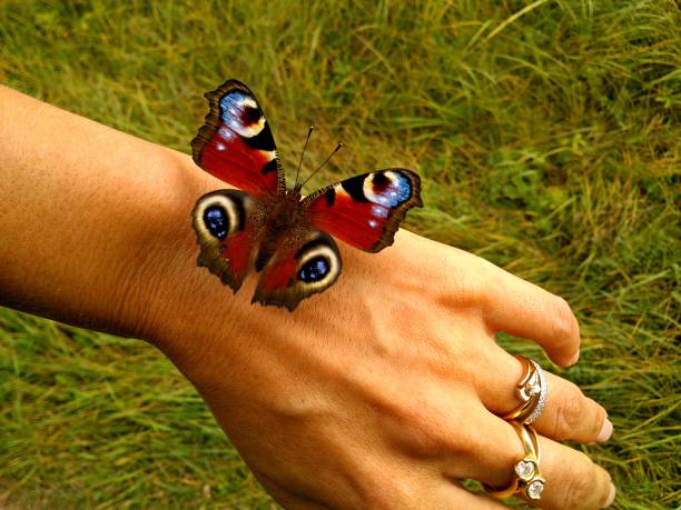 istock Butterfly on hand. Peacock on female hand. 856090184