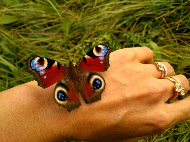 istock Peacock on hand. Peacock butterfly sitting on a female hand. 856090186
