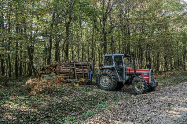 Istanbul, Turkey - November 11, 2015; A timber truck carrying logs in forest during autumn