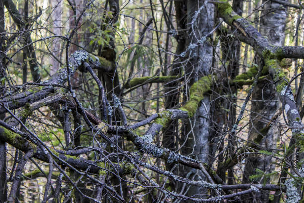 istock Woven branches of trees with moss, in the forest. Autumn concept nature 856091096