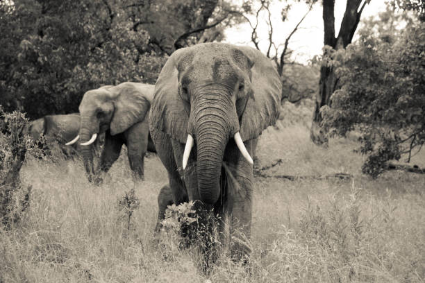 istock Elephants in the Okavango Delta in Botswana 856098502