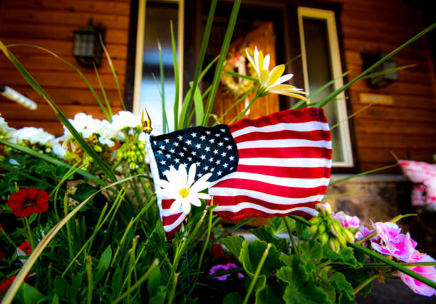 American flag with white flower an american flag with a white flower in front of it. a house in the back ground and other flowers american flag flowers stock pictures, royalty-free photos & images