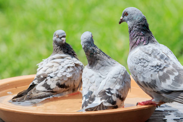 istock homing pigeon bathing in water bowl 856101406