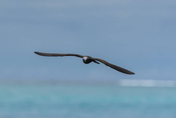Brown noddy, beautiful exotic bird Brown noddy, beautiful exotic bird flying above the lagoon brown noddy stock pictures, royalty-free photos & images