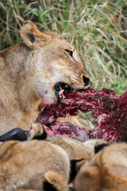 istock Wild African Lion eating a freshly killed Buffalo 856102212