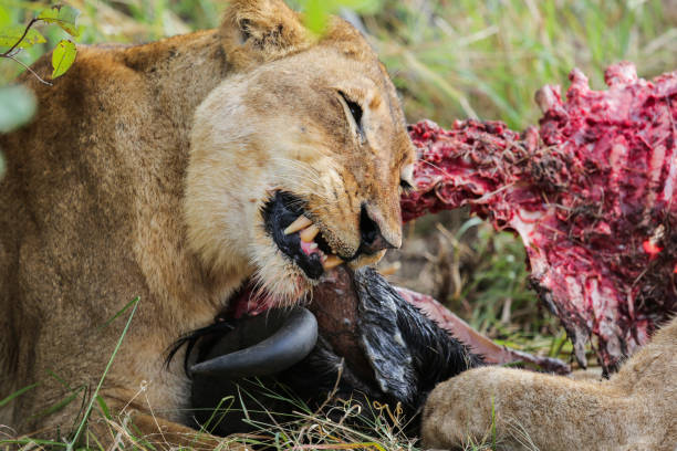 istock Wild African Lion eating a freshly killed Buffalo 856102254