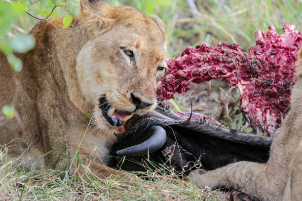istock Wild African Lion eating a freshly killed Buffalo 856102270